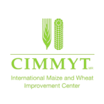 CIMMYT